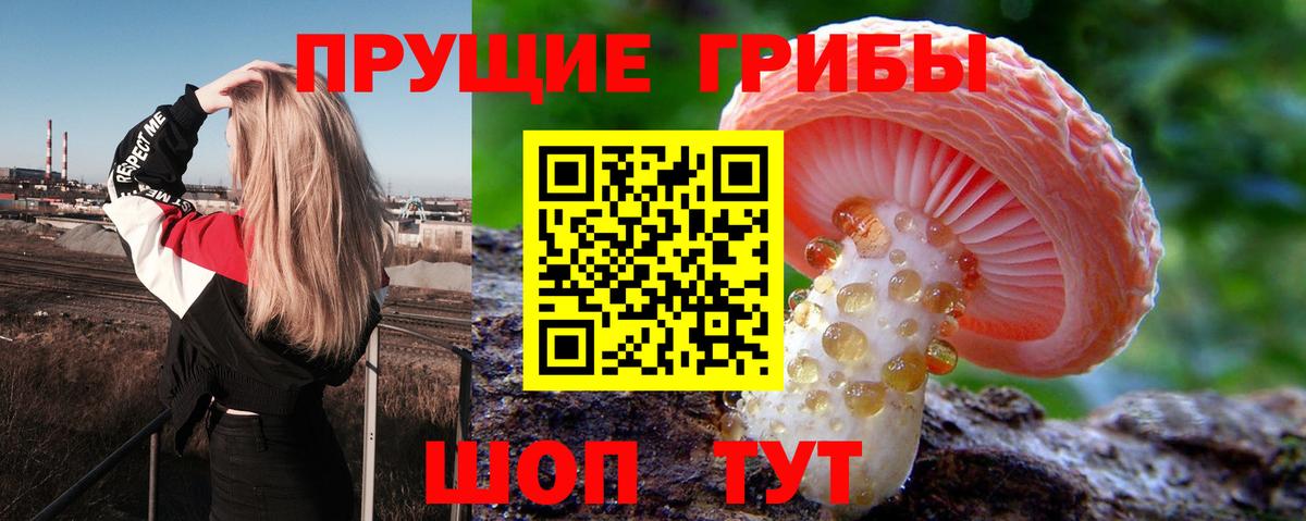 Галлюциногенные грибы Psilocybe  Вход с VPN  Красноармейск 